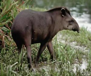 yapboz Tapir